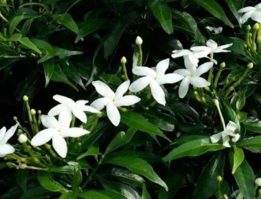 Φενγκ Σούι: Τα 5 φυτά που θα φέρουν θετική ενέργεια και τύχη στο σπίτι σου